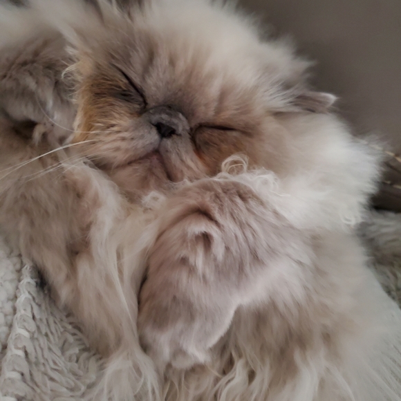 Ambrosius and Truffles - Picture 9 of 14